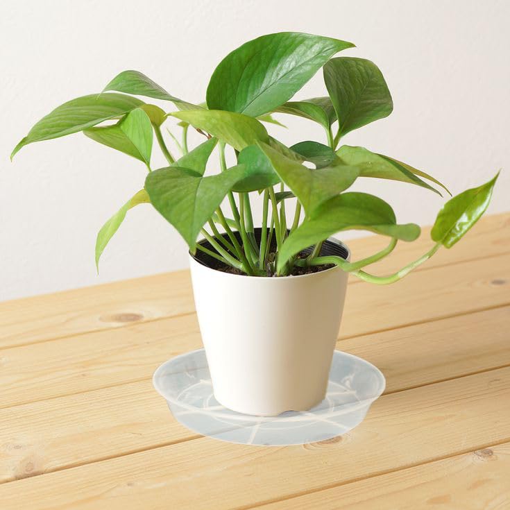 Afrine heavy-duty plant saucer with drainage holes supports healthy watering.