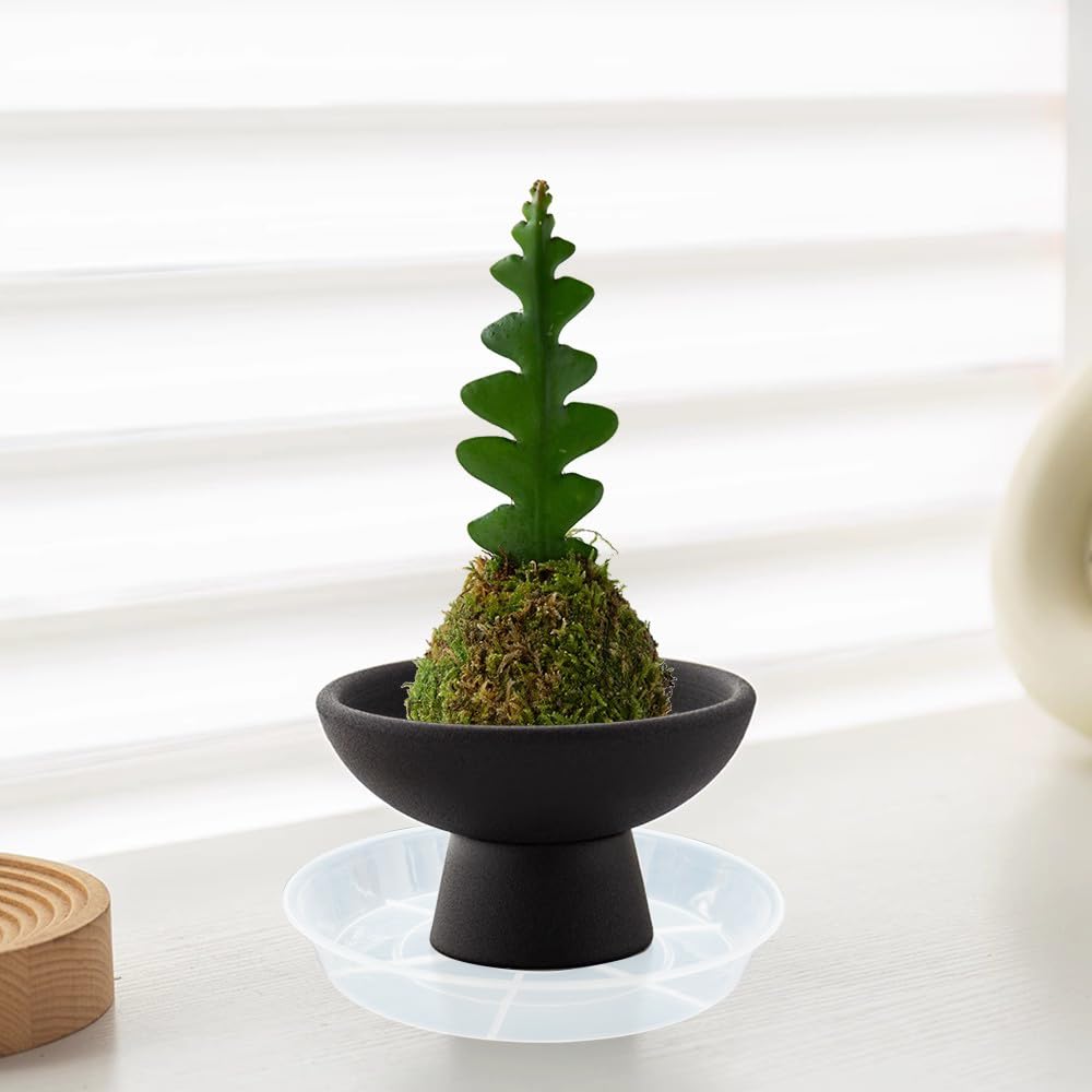 Afrine plant saucer keeps floors dry after watering routines.