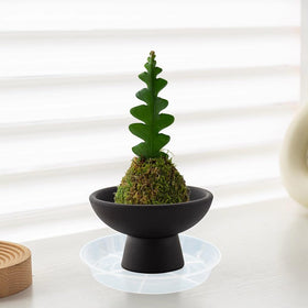 Afrine plant saucer keeps floors dry after watering routines.