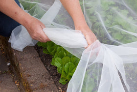 Agfabric breathable odorless netting letting water air sunlight reach crops.