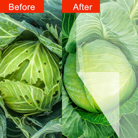 Agfabric see-through netting detail over plants for progress checks.