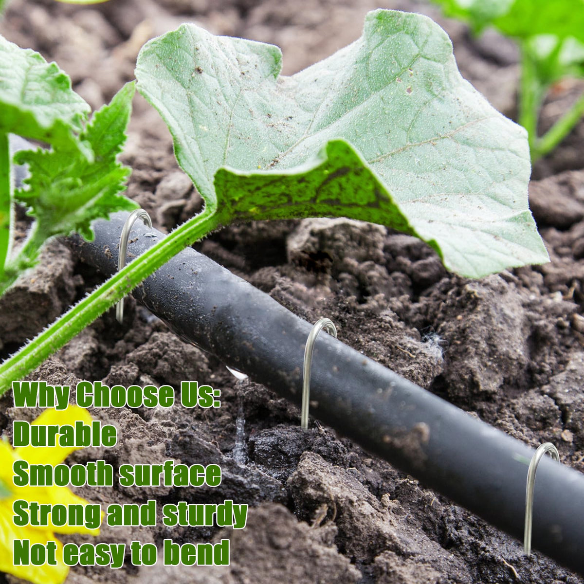 Agolctry 100-pack stakes for irrigation projects and landscape setups.