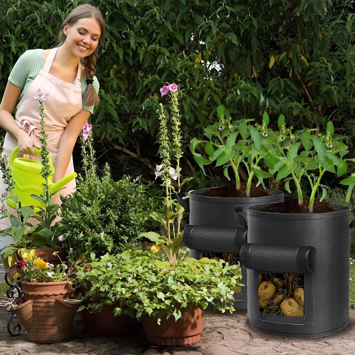 Well-draining AGOLEAM bags prevent water pooling during watering.