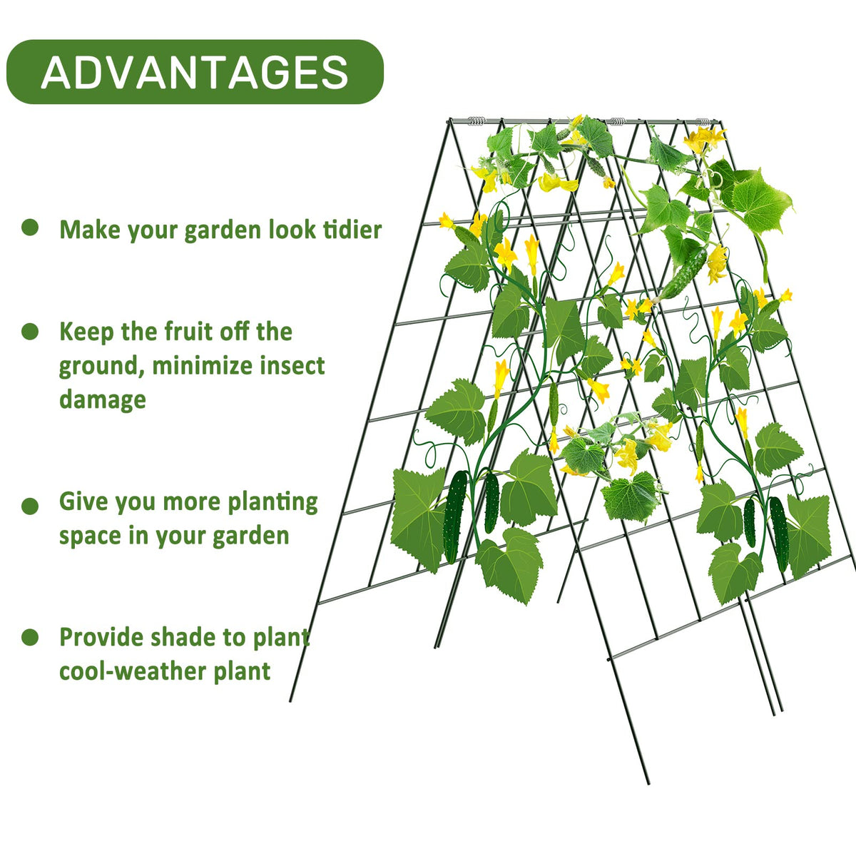 AGTEK A-frame provides wind-stable support for climbing plants.