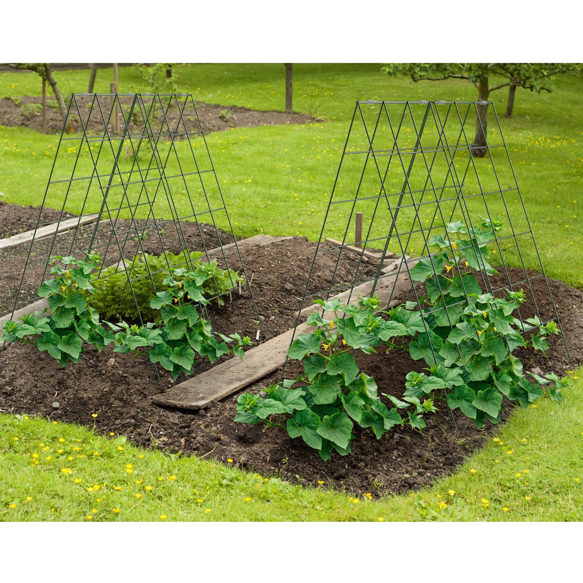 AGTEK cucumber trellis promotes longer, straighter fruits for easier harvest.