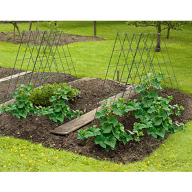 AGTEK cucumber trellis promotes longer, straighter fruits for easier harvest.