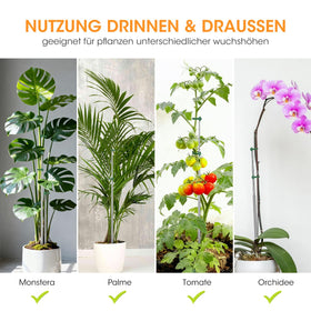 AIEVE monstera support stake in action holds tall vines steady.