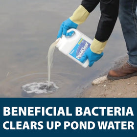 Close-up of PondClear bacteria blend label indicating powerful natural clarifier.