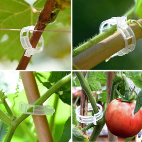 AK1980 cucumber-tomato vine clips guiding vines along stakes for tidy beds