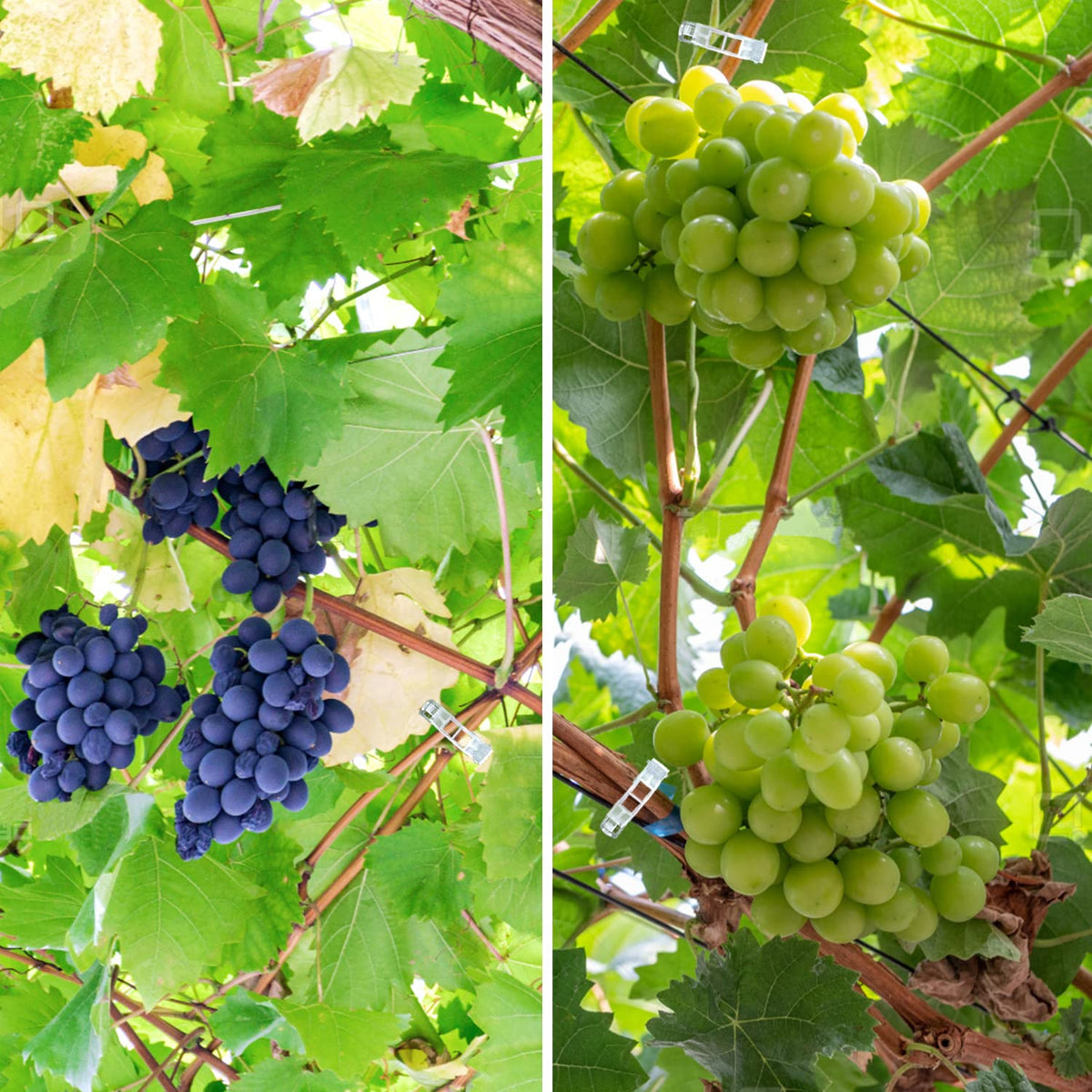 AK1980 vine-stabilizing clips keep stems aligned, reducing tangling and promoting airflow