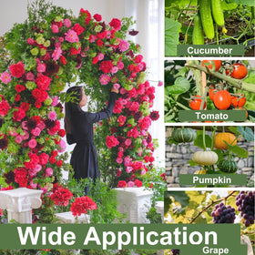 Alabzphsia garden-arch trellis supports roses, ivy, and climbers.