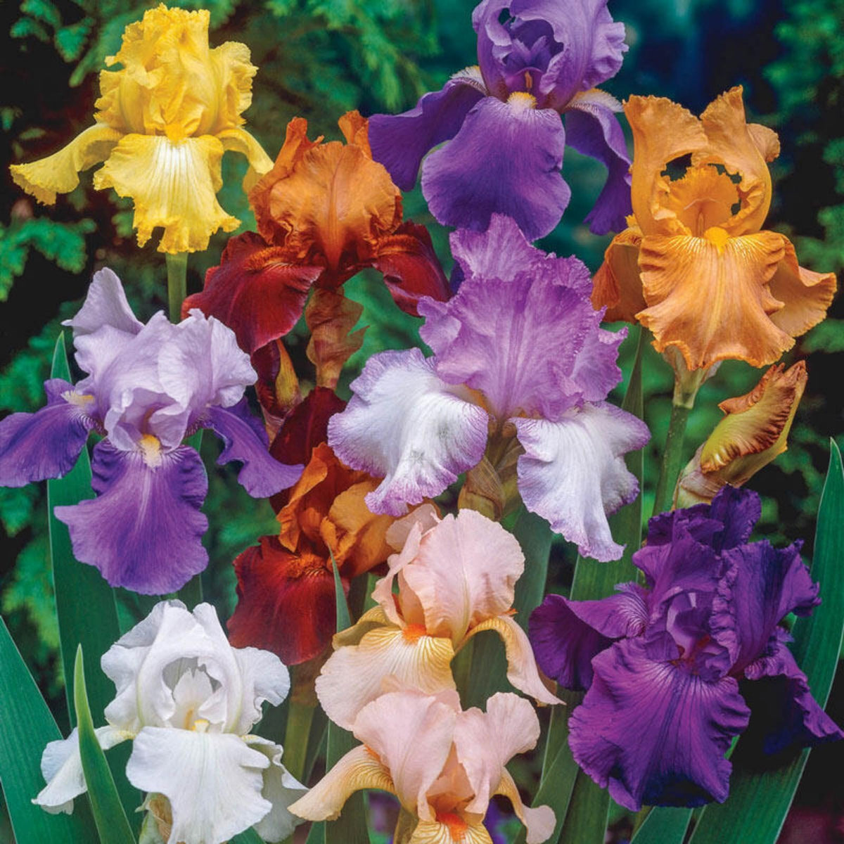 Alasines Beauty Mix Bearded Iris bulbs with vibrant blue-purple blooms for sunny borders