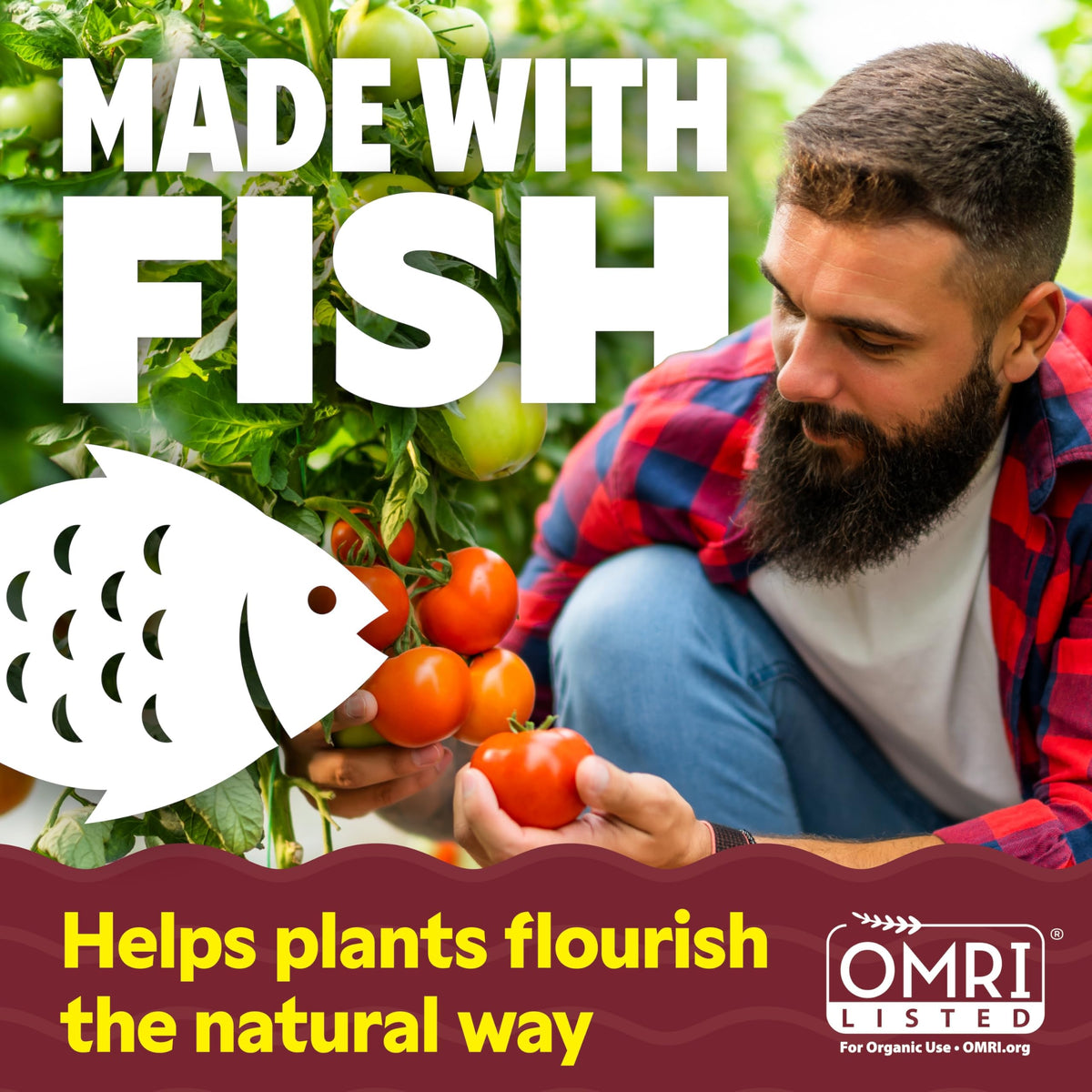 Alaska fish fertilizer dilution with water for easy feeding.