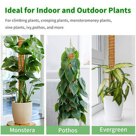 ALENEY moss poles blend with decor while encouraging healthy growth.