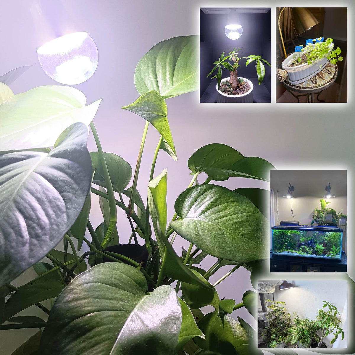 Three-pack ALIDE grow light bulbs displayed for buyers.