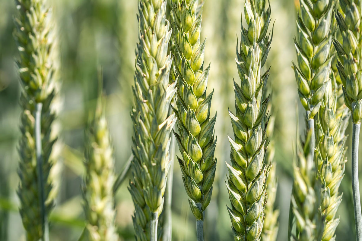 Closeup of wheat kernels from All Good Things Organic Seeds for milling or baking