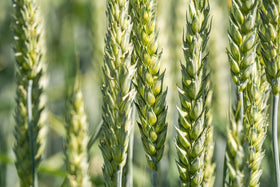 Closeup of wheat kernels from All Good Things Organic Seeds for milling or baking