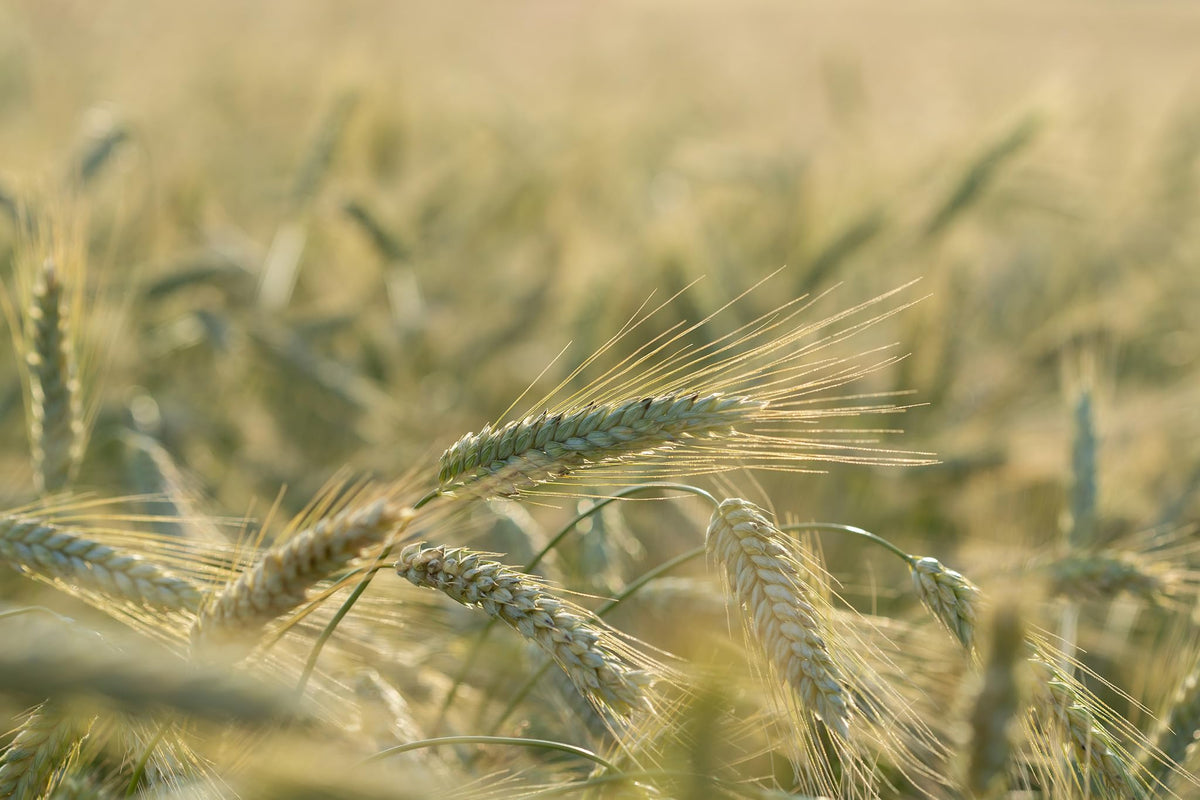 Wheat growing in a garden showing stems and heads by All Good Things Organic Seeds