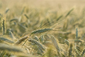 Wheat growing in a garden showing stems and heads by All Good Things Organic Seeds