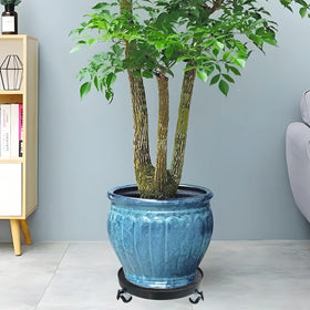 Alleegold indoor-outdoor mobile plant tray ready for versatile use.