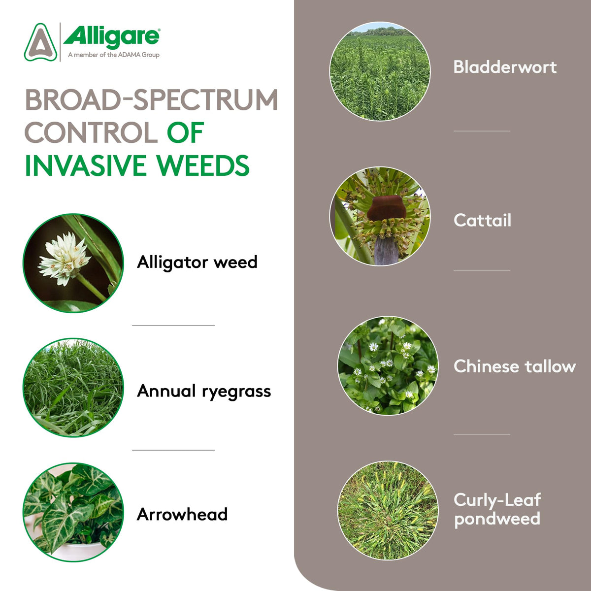 ALLIGARE Imox targets hydrilla and water hyacinth in water