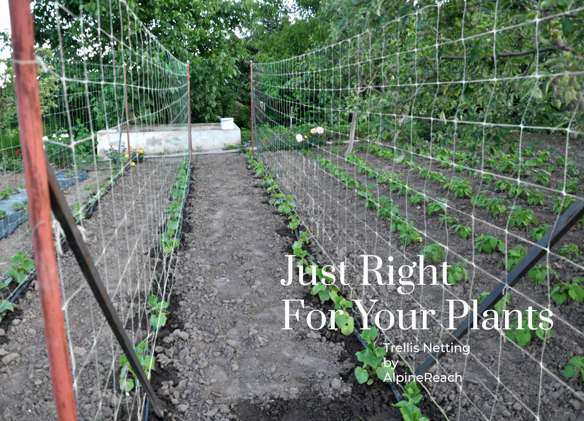 AlpineReach high-yield garden setup helps vines spread with netting support.