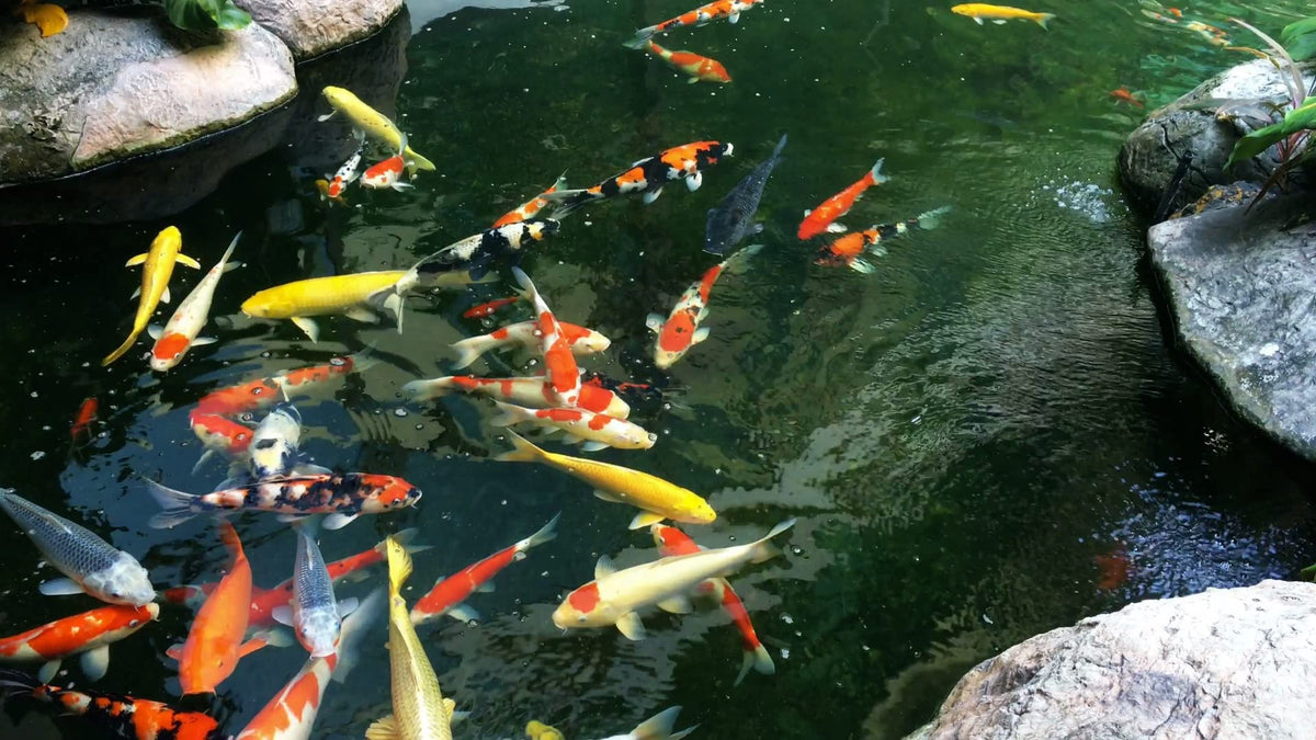 AlpineReach sun-friendly netting allows light to reach the pond surface.