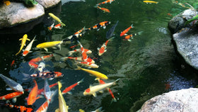 AlpineReach sun-friendly netting allows light to reach the pond surface.