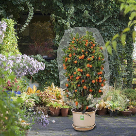 Alpurple citrus flower netting shields blossoms during growth.