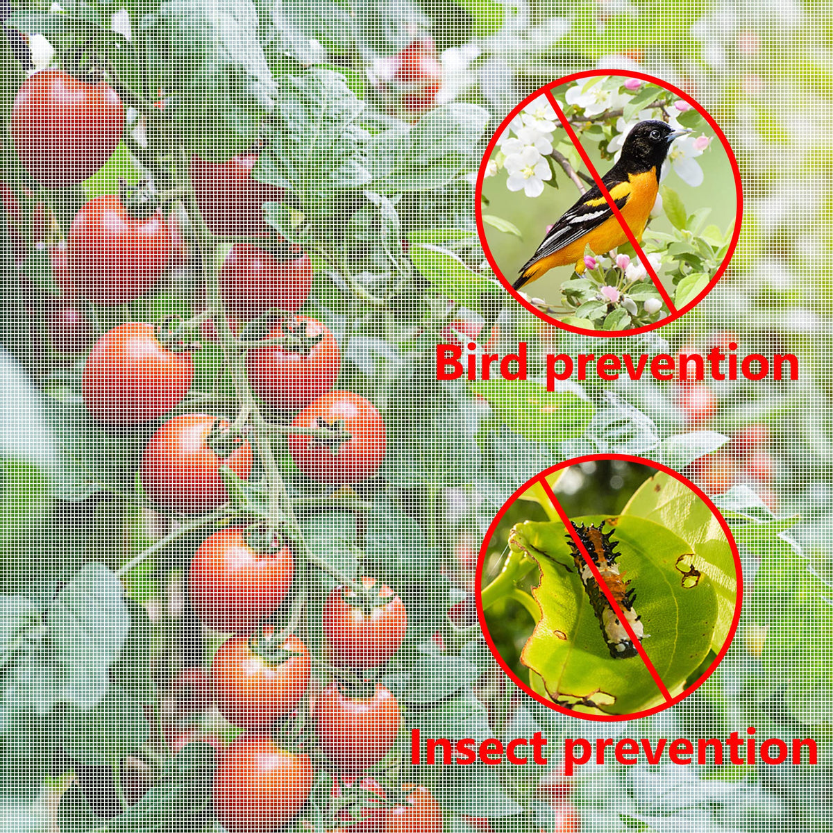 Alpurple citrus tree protection netting shields fruit trees from birds.