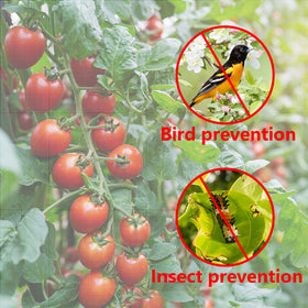 Alpurple citrus tree protection netting shields fruit trees from birds.