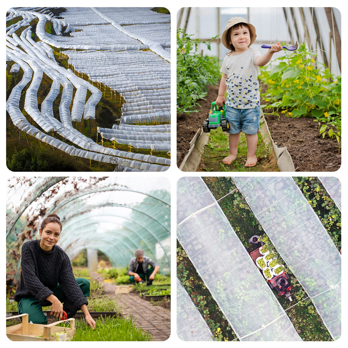 Alpurple tomato grow box netting keeping crops safe from pests.