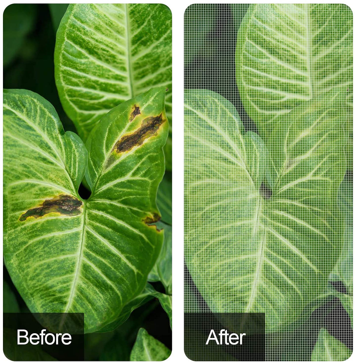 Alpurple tomato plant netting provides targeted protection for crops.