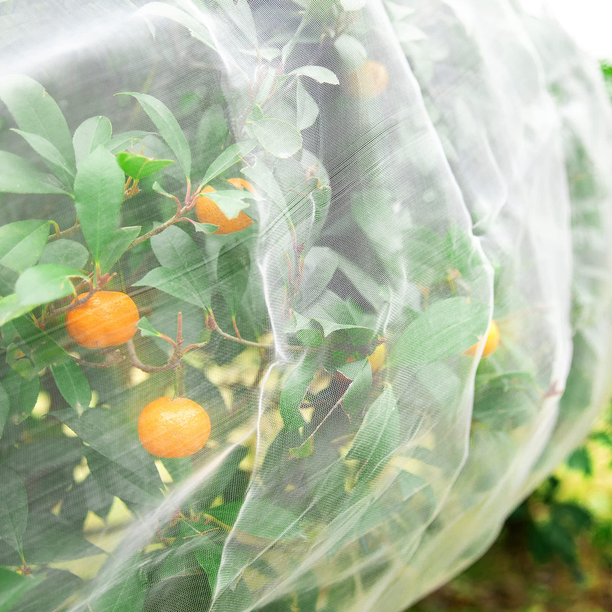 Alpurple transparent mesh allows light while guarding crops.