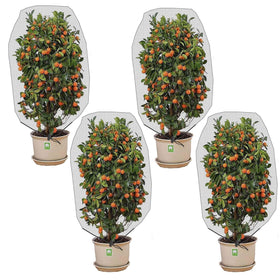 Alpurple tree net with drawstring protecting fruit trees from insects.