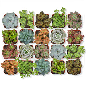 Altman Plants 20-pack succulents in rosette varieties for desk decor and easy care.