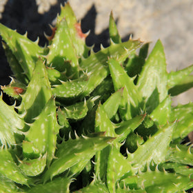 Altman Plants Aloe succulent closeup, drought-tolerant accent plant for sunlit corners