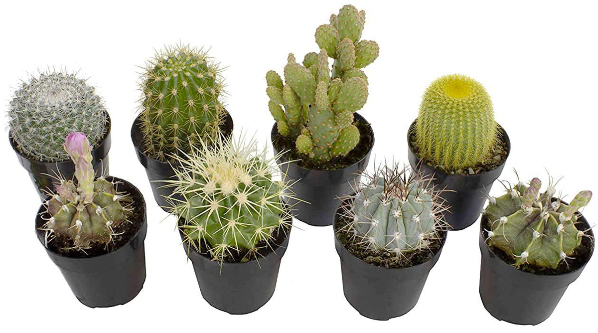 Altman Plants assorted cactus 8-pack ready for bright shelves and easy care.