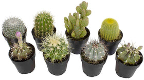 Altman Plants assorted cactus 8-pack ready for bright shelves and easy care.
