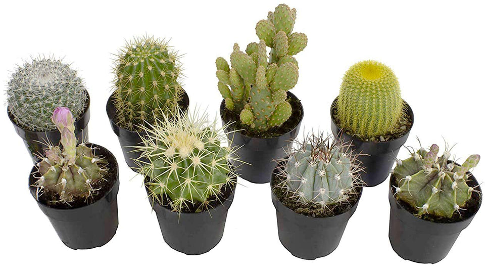 Altman Plants assorted cactus 8-pack ready for bright shelves and easy care.