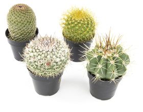 Altman Plants assorted cacti in 2.5 inch pots for easy indoor display