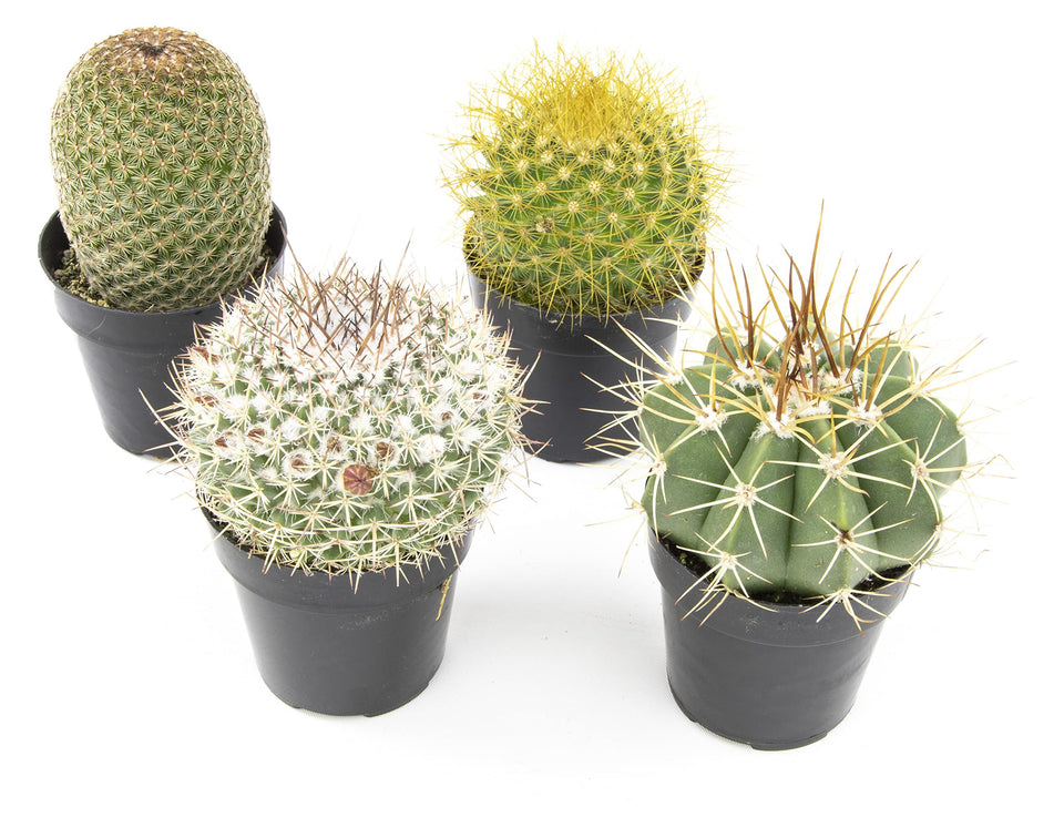 Altman Plants assorted cacti in 2.5 inch pots for easy indoor display