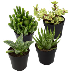 Altman Plants assorted succulents 4pk desk collection, brightening workspaces with easy care