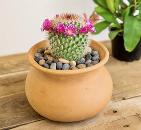 Altman Plants close up of baby cacti for compact decor