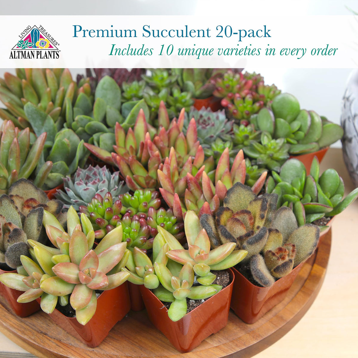 Altman Plants beginner-friendly succulents with low-maintenance appeal for new plant parents.