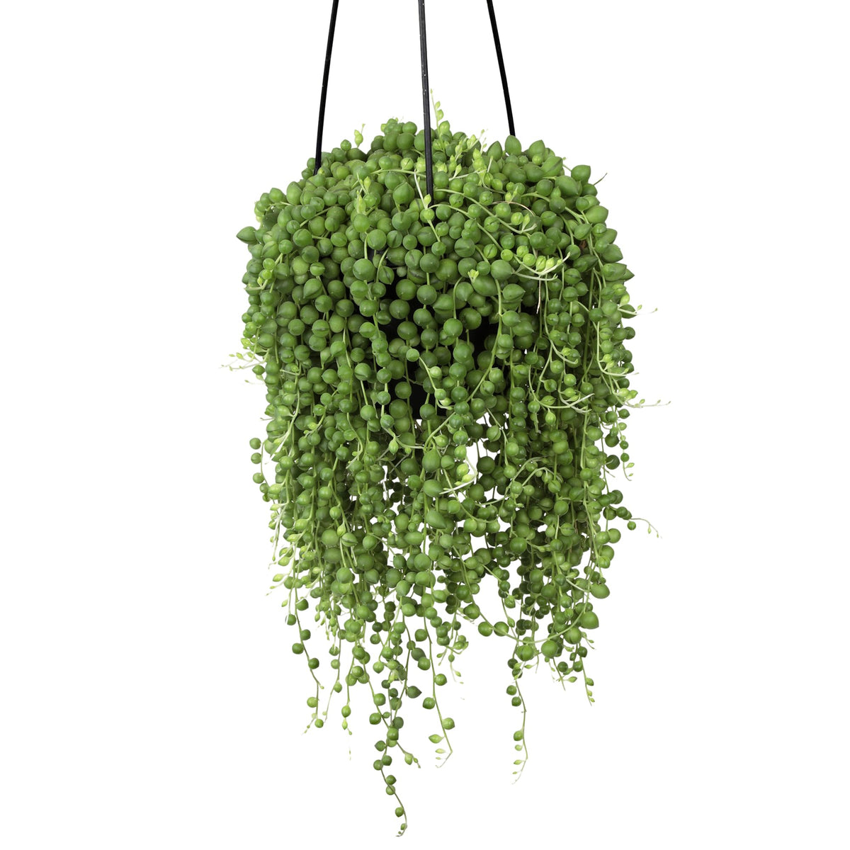 Altman Plants Bright indoor spaces display with resilient, drought-tolerant bead leaves.