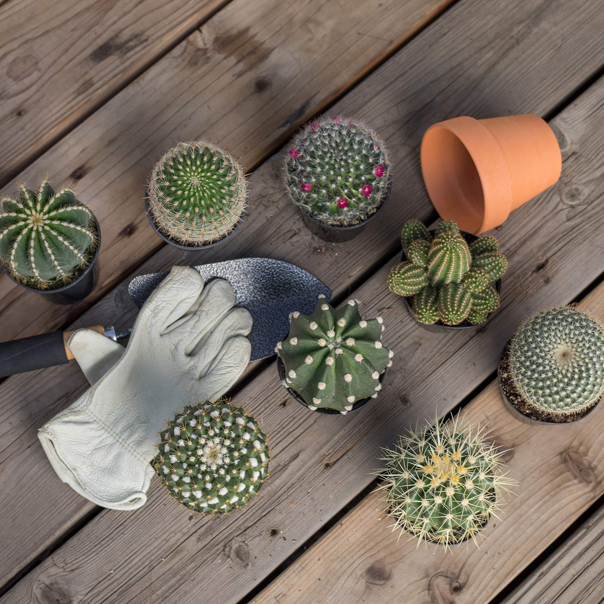 Altman Plants cactus in 2.5-inch pot with variety labels for easy identification.
