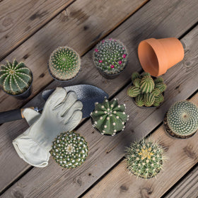 Altman Plants cactus in 2.5-inch pot with variety labels for easy identification.