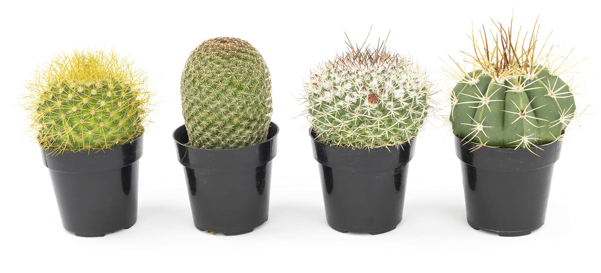 Altman Plants indoor cacti add low water greenery to desks and shelves