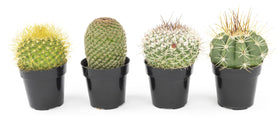Altman Plants indoor cacti add low water greenery to desks and shelves